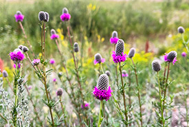 Purple prairie clover, typically an increaser species (Photo by NCC)