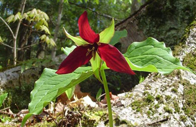 A red trillium in Happy Valley Forest, ON (Photo by NCC)