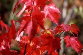Red maple (Photo by Jean Isaacs)