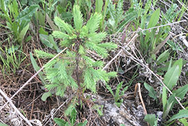 Spruce seedling at the Fleming Property (Photo by NCC)