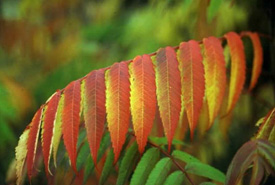 Staghorn Sumac (Photo by Jean Isaacs)