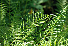 Bog fern (Photo by F. Villeneuve)