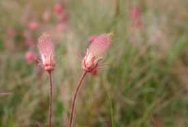 The three-flowered avens were mostly in seed by the time I started my surveys (Photo by Diana Bizecki Robson)