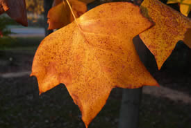 Tuliptree leaf in fall (Photo by Bernt Solymar)