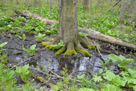 Vernal pool (Photo by Bernt Solymar)