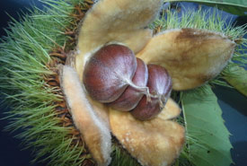 Example of viable chestnut (Photo by CCC)