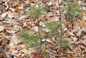 White pine seedlings (Photo by Bernt Solymar)