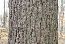 White Pine bark (Photo by Bernt Solymar)
