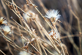 Prairie wildflower gone to seed (Photo by Leta Pezderic / NCC Staff)