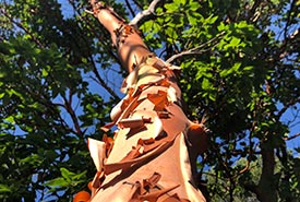 Arbutus tree (Photo by NCC)