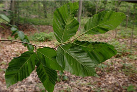 Early-stage leaf striping (Photo by John Pogacnik, Ohio Department of Natural Resources)