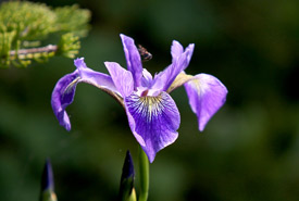 Iris versicolor (Photo de Mike Dembeck)