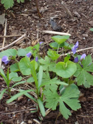 Blue violets (Photo by NCC)