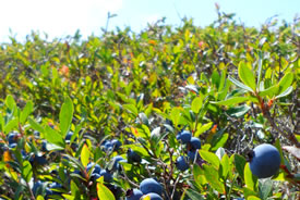 Blueberries at the Grassy Place, NL (Photo by NCC)