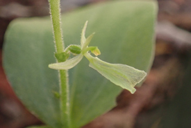 Broad-lipped twayblade (Photo by NCC)