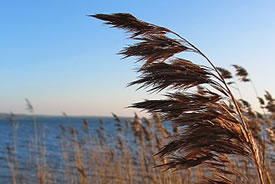 Phragmites (Photo by Wikimedia Commons)