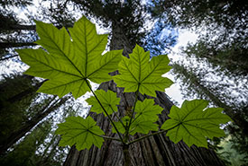 Bois piquant, Incomappleux, C.-B. (Photo de Paul Zizka)