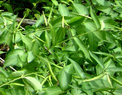 Dog-strangling vine has yellow-green seed pods that begin to appear as early as June (Photo by Couchiching Conservancy)