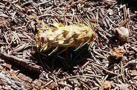 Douglas-fir cone (Photo by C. Trickett)