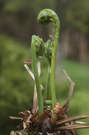 Edible ostrich fern fiddleheads (Photo by Dr. Henry Barnett)