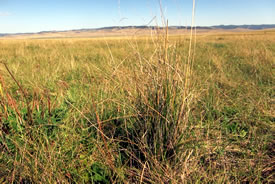 Fescue grass (Photo by NCC)