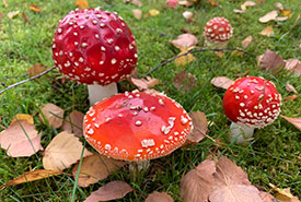 Fly agaric mushroom (Photo by emmaverson, CC BY-NC 4.0)