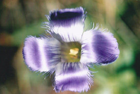 One of the most beautiful of Happy Valley blooms is the fringed gentian flower. (Photo by Dr. Henry Barnett)