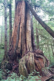 Giant cedar (Photo by NCC) 