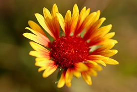 Gaillarde aristée (Photo de Elizabeth Ouimet, CC BY-NC 4.0)