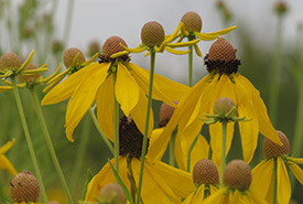 Grey-headed coneflower, Pelee Island, ON (photo by NCC)