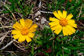 Lakeside daisy (Photo by Charles Peirce)