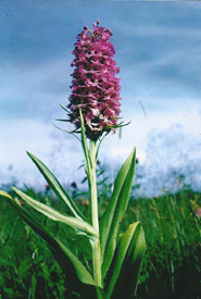 The large purple fringed orchid, one of the largest orchids in the Happy Valley Forest.(Photo by Dr. Henry Barnett)