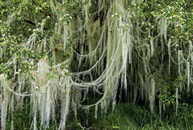 Old man's beard lichen (Photo by Terry Allen/Alamy Stock Photo)