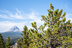 Limber pine backed by Crowsnest Mountain (Photo by Sean Feagan/NCC staff)