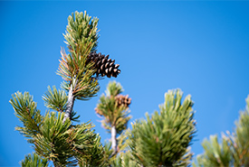 Limber pine cone (Photo by Sean Feagan/NCC staff)