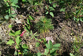 Limber pine seedling (Photo by WPEF)