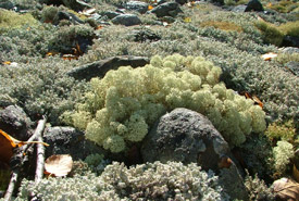 Mosses and lichens in northwestern Ontario (Photo by NCC)