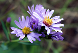 Lindley's asters, Port au Port Peninsula, NL (Photo by NCC)