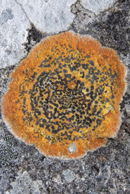 This lichen is called orange boulder lichen <i>(Porpidia flavocaerulescens)</i>. I think I would have picked the name ‘chocolate chip cookie lichen’.  (Photo by NCC) 