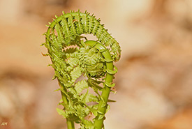 Ostrich fern (Photo by Alain Maire, CC BY-NC 4.0)