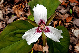 Painted trillium (Photo by Jacques Ranger, CC BY-NC 4.0)