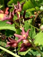 The pinkish flowers of dog-strangling vine begin showing in late May (Photo by Couchiching Conservancy)