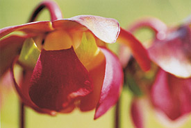 Pitcher plant (Photo by NCC)