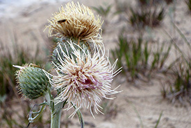 Pitcher's thistle on Manitoulin Island (photo Laura Mousseau).