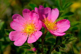 Prairie rose (Photo by Karol Dabbs)