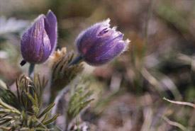 Prairie crocus (Photo by Karol Dabbs)