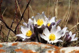 Prairie crocus in full bloom (Photo by NCC)