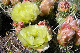 Prickly pear cactus in bloom (Photo by Lee Moltzahn / NCC Staff)