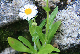 Provancher's fleabane (Photo by Brian Popelier, iNaturalist, CC-BY-NC 4.0)