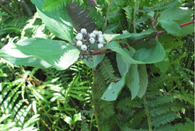 Red-osier dogwood (Photo by NCC)